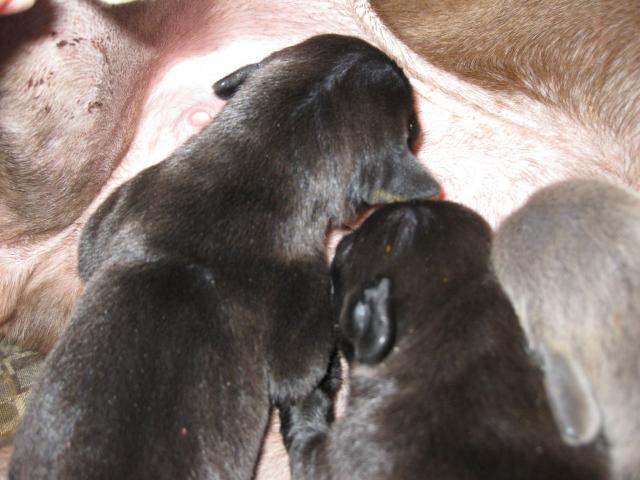 Molly pup 092611-02